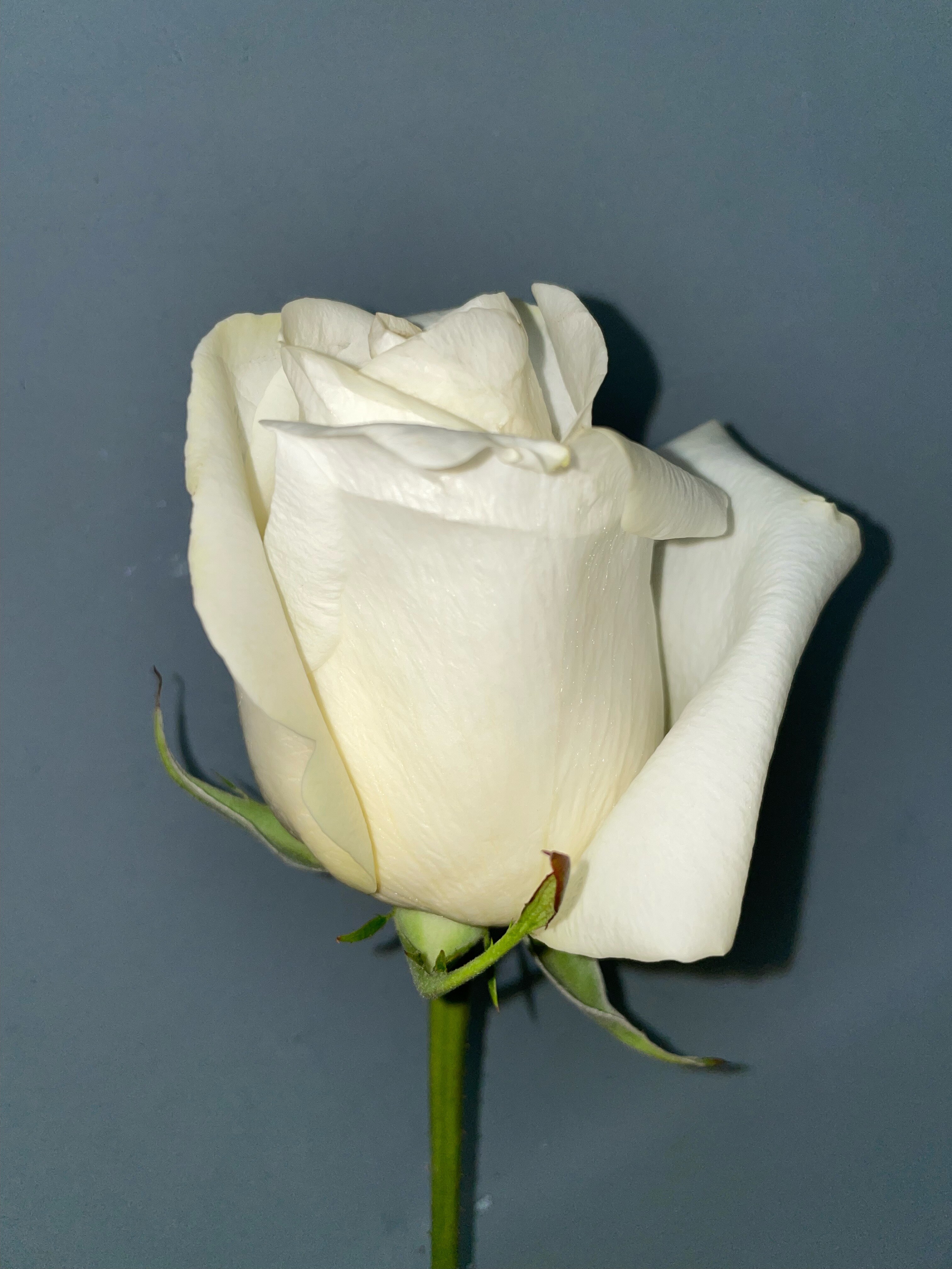 White Rose